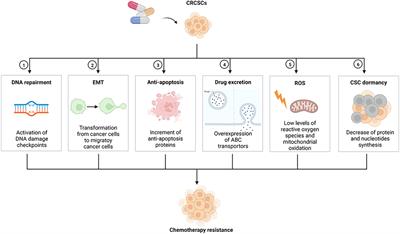 Mechanisms on <mark class="highlighted">chemotherapy resistance</mark> of colorectal cancer stem cells and research progress of reverse transformation: A mini-review
